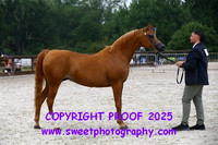 Saturday In-Hand BNC Mares Veterans