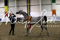 Sunday Championships Yrlg Filly