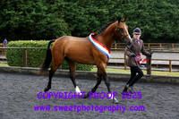 In Hand Junior Part Bred Championship