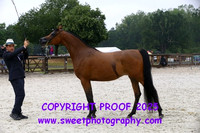 Saturday In-Hand BNC Fillies 3 yrs