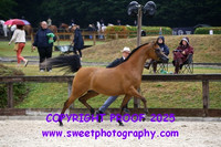 Saturday In-Hand BNC Mares 4-14 yrs
