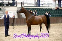 Sunday In-Hand ECAHO Mares 4-14 yrs