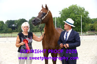 Saturday In-Hand BNC Stallions Veterans 15 yrs and over