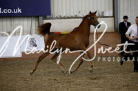 ECAHO Ylg Fillies A