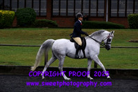 Pure Bred Amateur Ridden