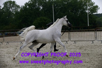 Saturday In-Hand BNC Geldings 8-14 yrs