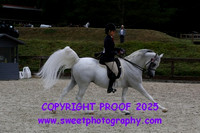 HOYS Stallions