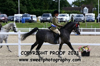 Novice Stallions