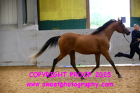 IN-HAND Fillies 3 yrs