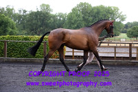 In Hand Anglo & Part Bred Geldings