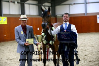 IN-HAND Arab Yearlings