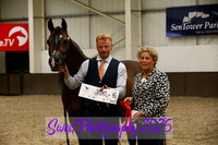 Sunday In-Hand ECAHO Stallions 4-14 yrs