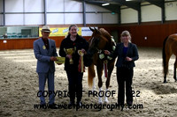 IN-HAND Junior Arabians