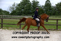 RIDDEN HOYS Stallions