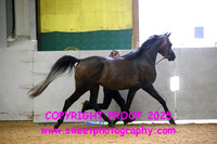 IN-HAND 2 & 3 yr old colts