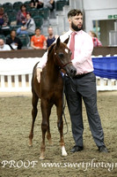 Sunday Mares with Foals