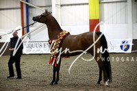 Sunday Championships Gelding