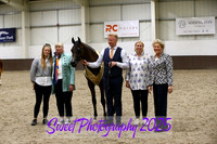 Sunday In-Hand ECAHO Jr Male Ch and GCAT