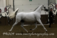 Sunday Mares 7 to 10 yrs
