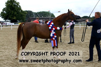 Stallion Championship