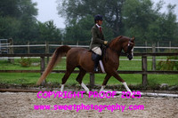RIDDEN Novice Stallions