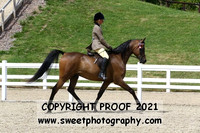Novice Geldings