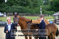 Mares and Foals