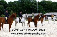 SUNDAY HOYS GELDINGS