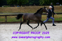 Saturday In-Hand BNC Fillies Yrlgs