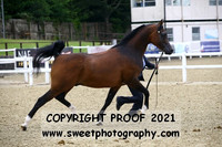 Stallions Class 18B