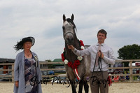 Pure Bred STALLIONS