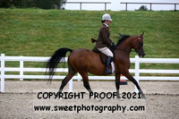 Pure Novice Mares