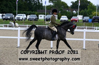 Pure Novice Stallions